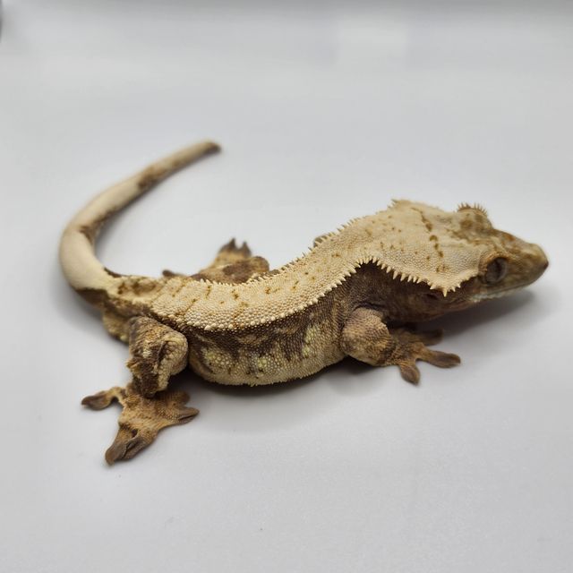 트라이