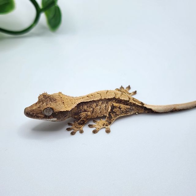 노멀 트라이