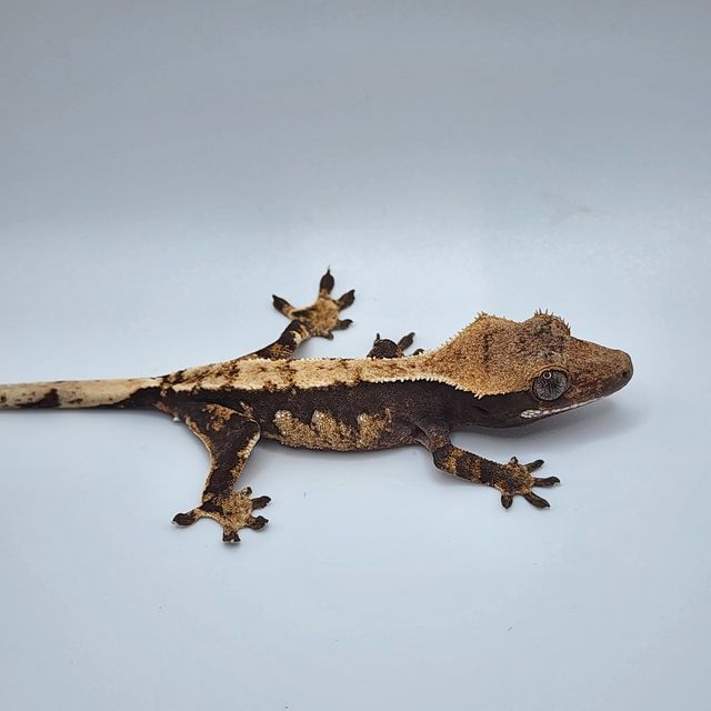 노멀 다크 할리퀸