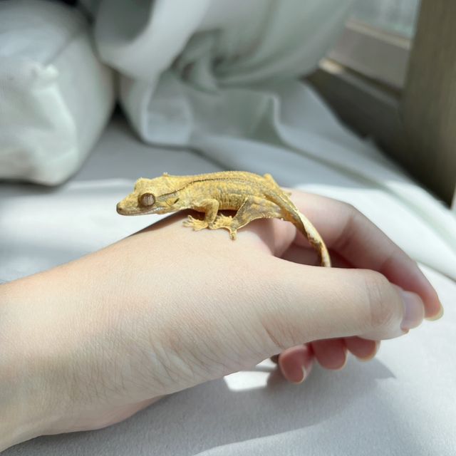100%헷아잔틱 팬텀 옐로우
