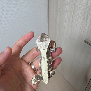 릴잔틱