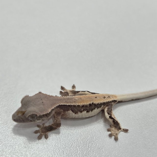 릴리100%헷아잔틱 세이블 100%헷아잔틱