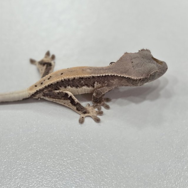 릴리100%헷아잔틱 세이블 100%헷아잔틱