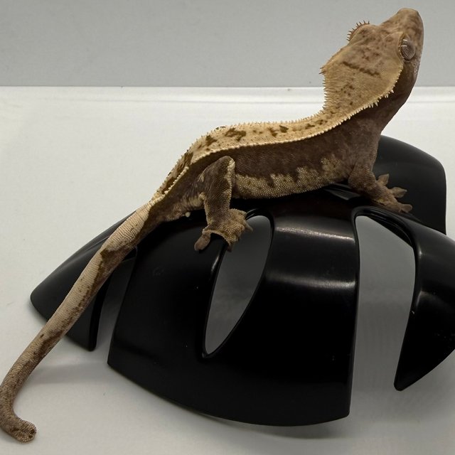 풀핀 쿼드 100%헷아잔틱