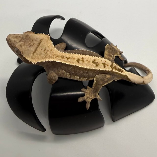 풀핀 쿼드 100%헷아잔틱