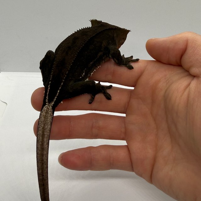 챠콜 슈퍼스트라이프