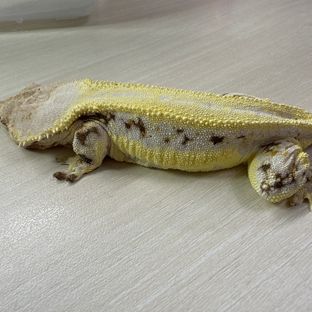 릴리화이트