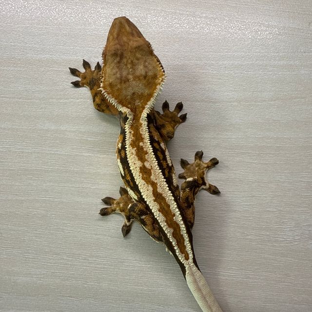 카푸치노 트라이