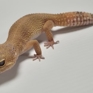 슈퍼하이포 텐저린