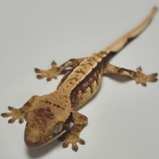 트라이 익스트림할리퀸