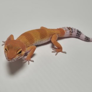 슈퍼하이포 텐저린