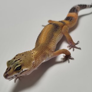 블랙나이트 만다린