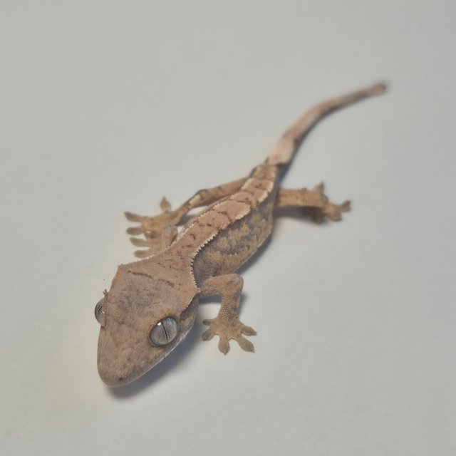 노멀 핀스트라이프