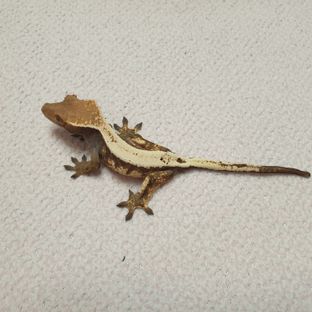 세이블