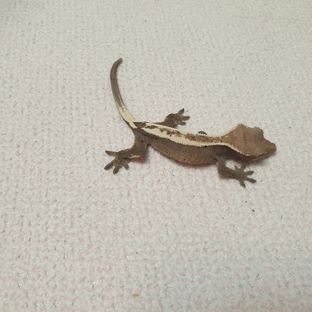 세이블