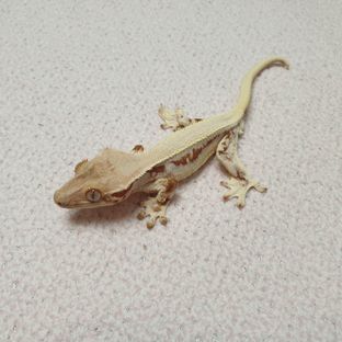 판다 솔리드백 릴리화이트 레드