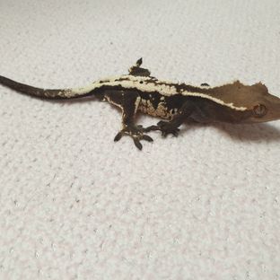 세이블