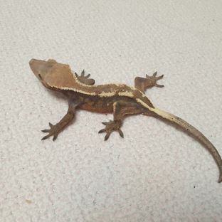 세이블
