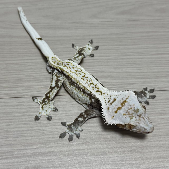 드리피 화이트스팟