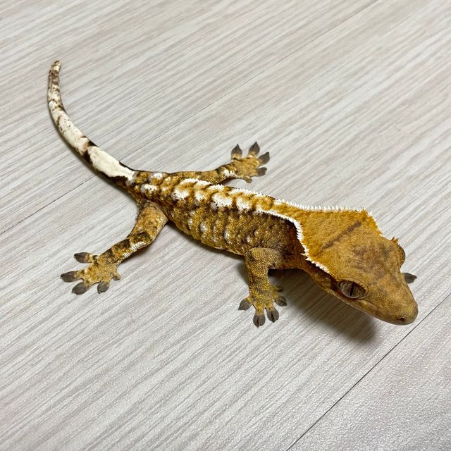 트라이 화이트스팟 화이트핀