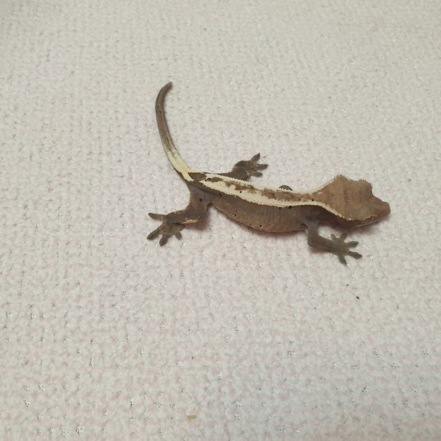 세이블