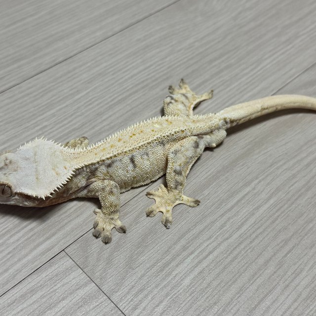 드리피 화이트스팟