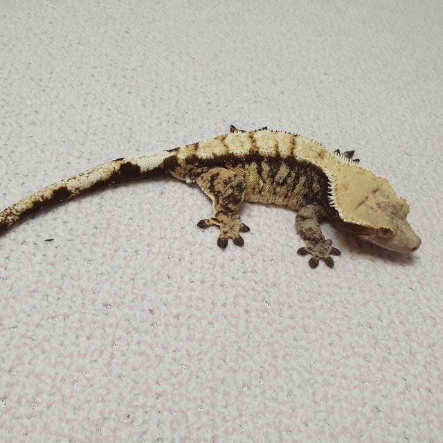 화이트핀 화이트스팟 노멀