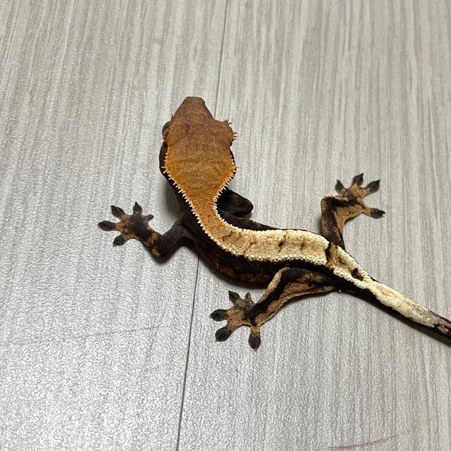세이블