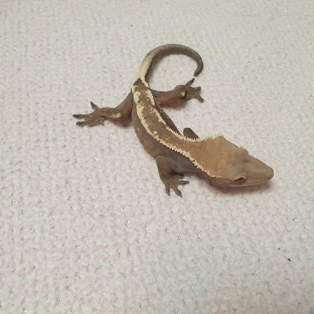 세이블