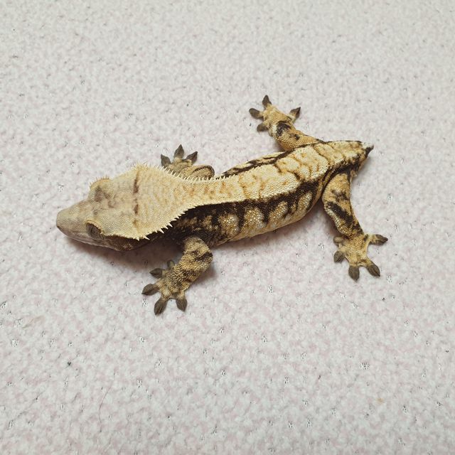 노멀 드리피 화이트스팟