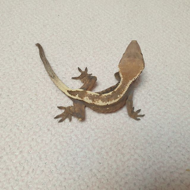 세이블