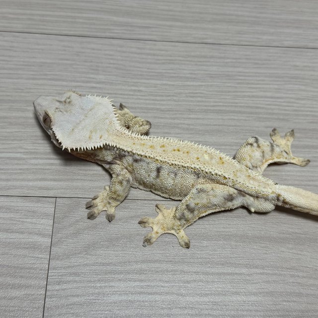 드리피 화이트스팟