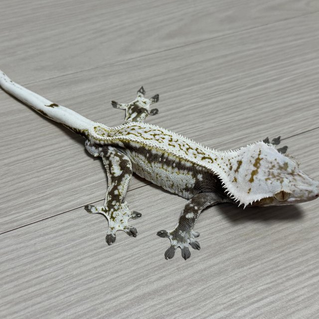 드리피 화이트스팟