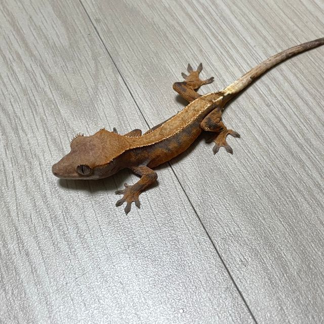 세이블