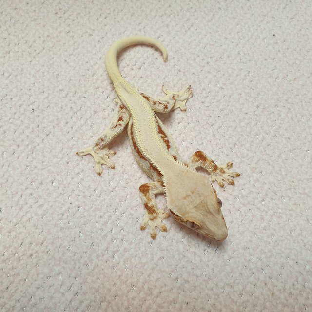 릴리화이트 레드