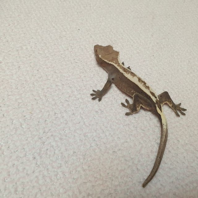 세이블