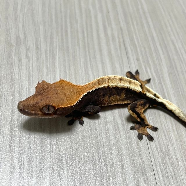 세이블