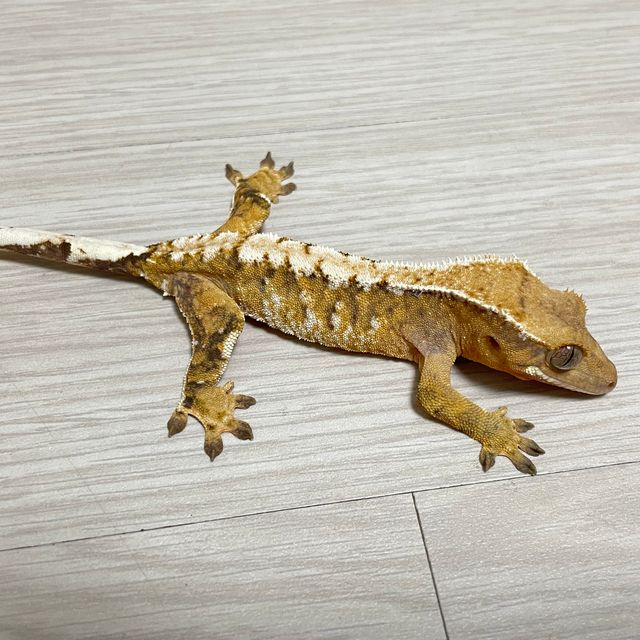 트라이 화이트스팟 화이트핀