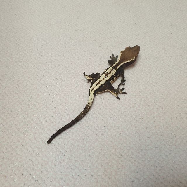 세이블