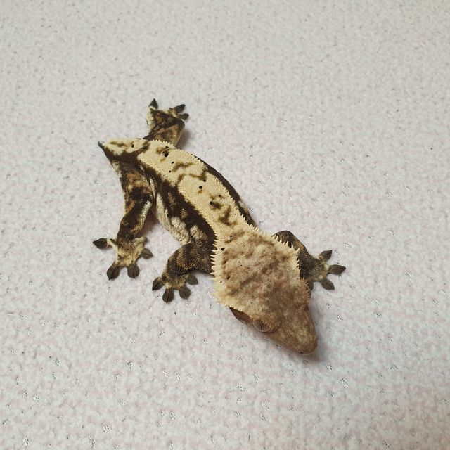 노멀 드리피 화이트스팟