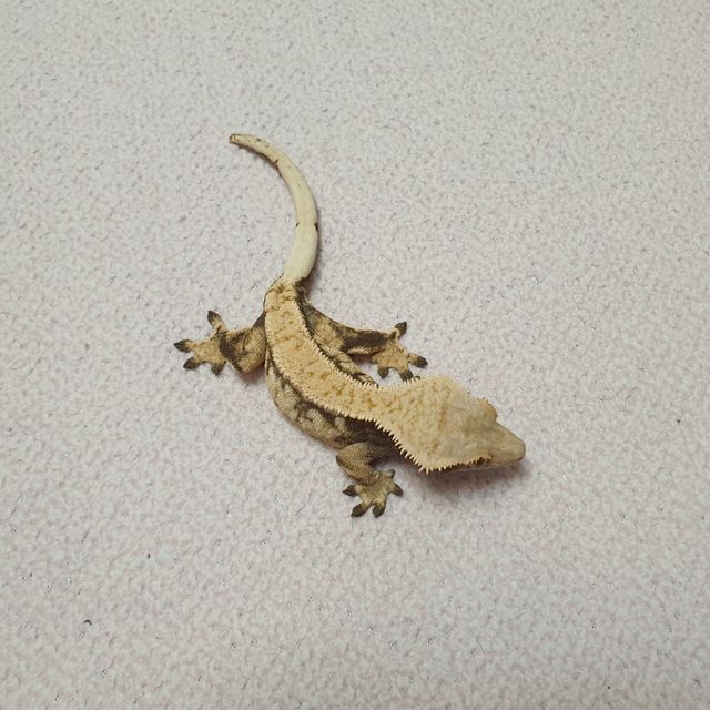 노멀 화이트스팟 드리피