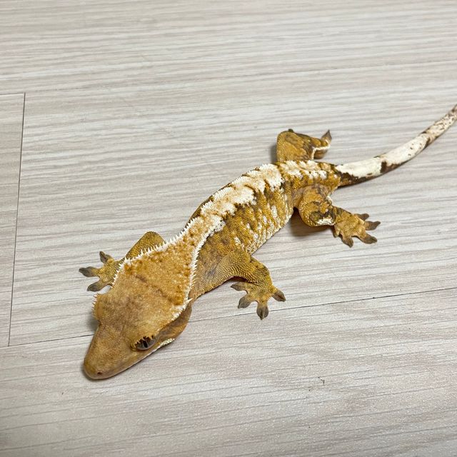 트라이 화이트스팟 화이트핀