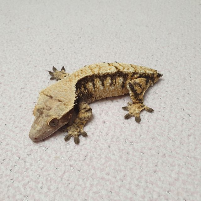 노멀 드리피 화이트스팟