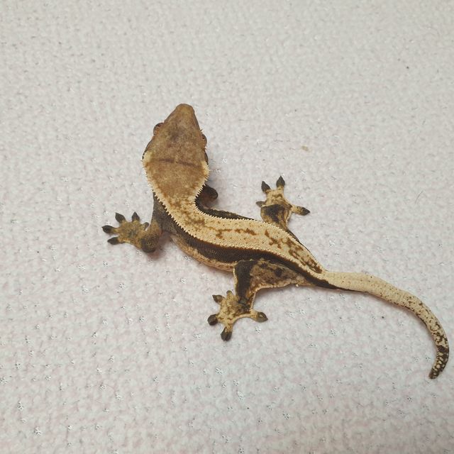 풀핀 다크