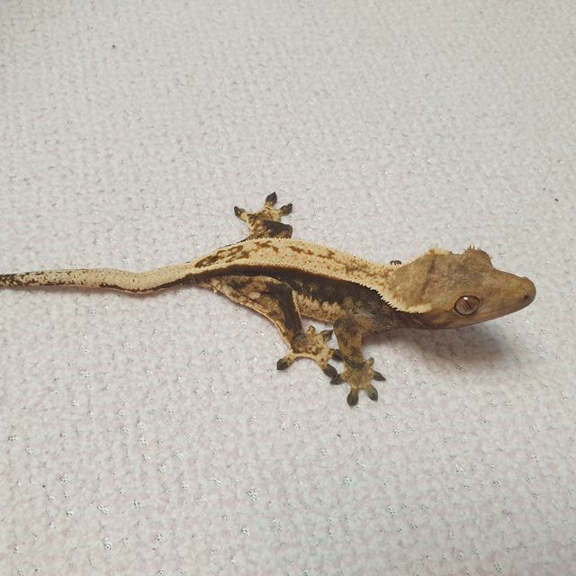 풀핀 다크