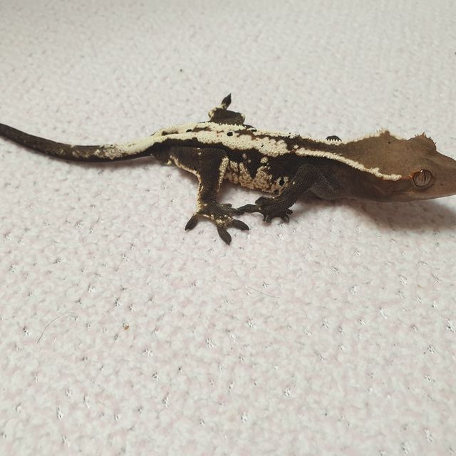 세이블