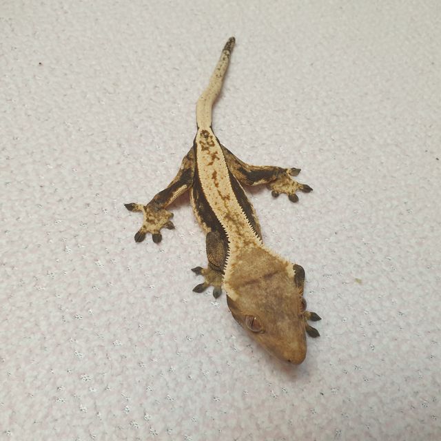 풀핀 다크