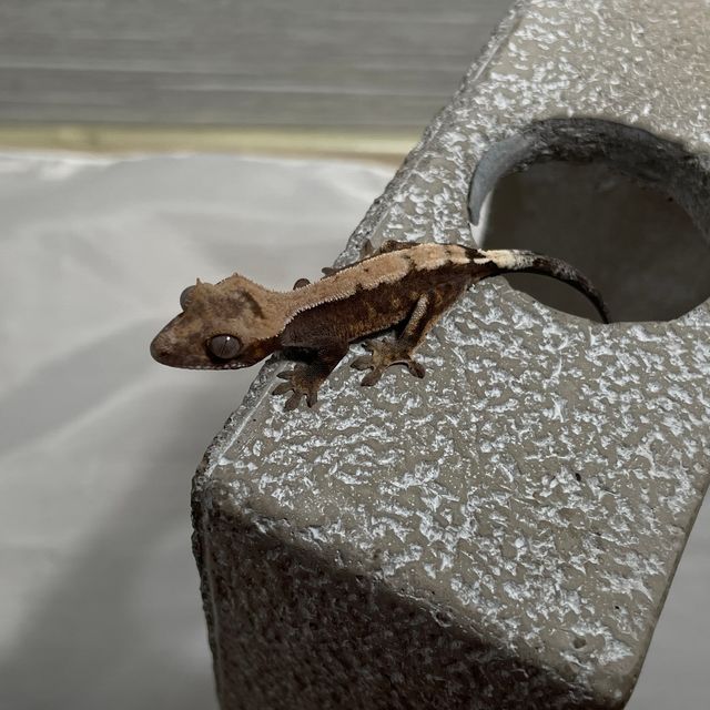 세이블