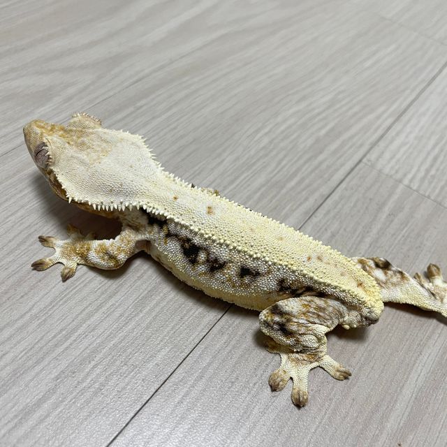 릴리화이트