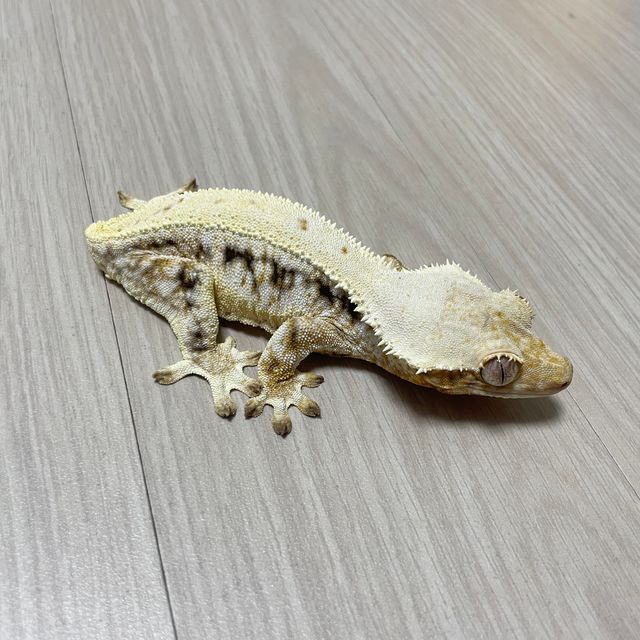 릴리화이트